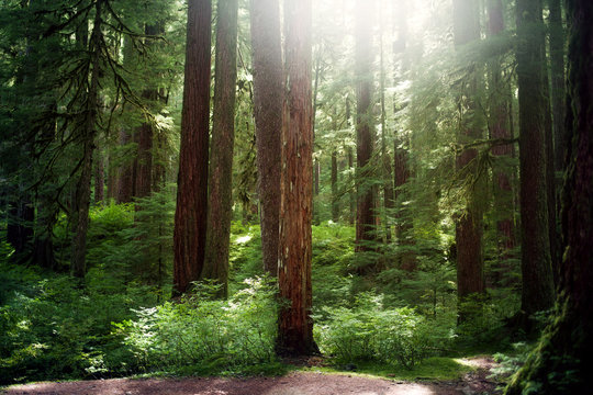 Fototapeta Deep forrest