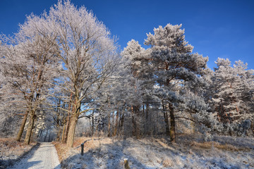Winter landscazpe with frozen trees