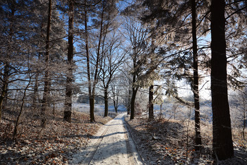 Winter landscazpe with frozen trees