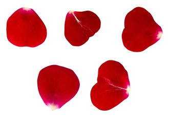 The set of petals of dark red roses
