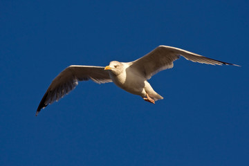 Young herring gull flying on the blue sky (Larus argentatus)