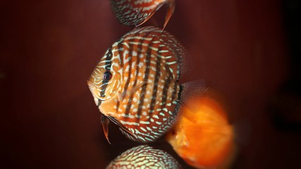 Discus freshwater fish