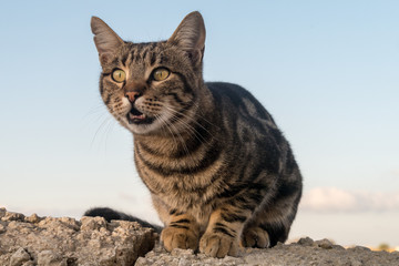 Maltesische Hauskatze auf der Mauer - aufgeregt