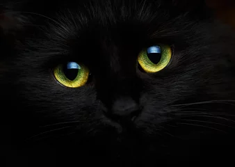 Cute muzzle of a black cat close up
