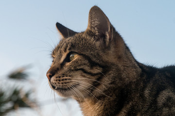 Maltesische Hauskatze auf der Mauer - gedankenversunken