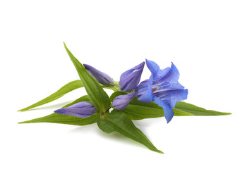 Gentian