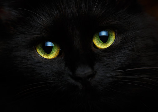 Fototapeta Cute muzzle of a black cat close up