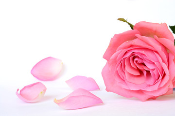 Romantic empty grey white serene background with four pink rose leaves with empty room copy space
