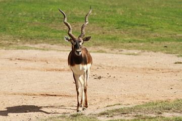 Wild gazelle