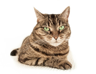 Tabby cat wth green eyes, en face. 