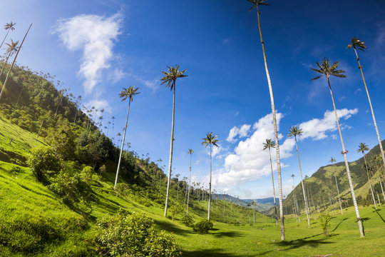 Cocora valley with giant wax palms  near Salento, Colombia