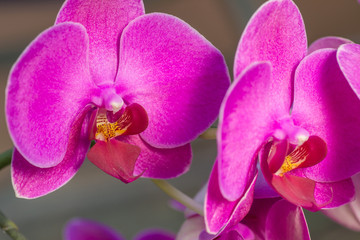Naklejka na ściany i meble Beautiful purple orchid close up