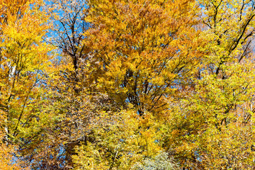 Background with autumn leaves