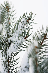 Fir tree branch