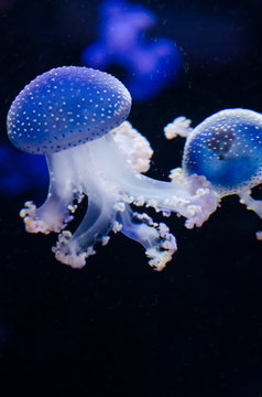 Group of light blue jellyfish.