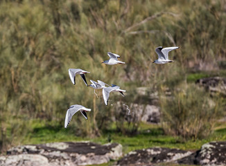 Slender-billed gull.
Thin beak gulls, photographed in the natural park of Cornalvo. Spain.