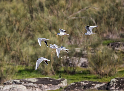 Slender-billed gull.
Thin beak gulls, photographed in the natural park of Cornalvo. Spain.