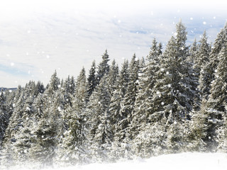 Panorama of winter forest with trees covered snow
