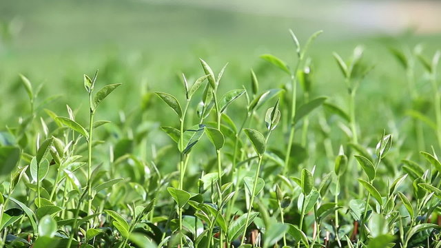 the tea plantations