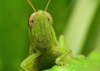 Grasshopper Macro close-up head shot