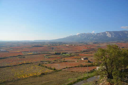 colores de oto&ntilde;o en los vi&ntilde;edos de La Rioja