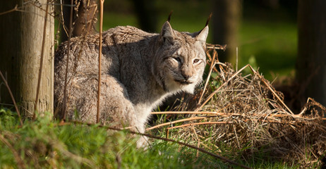 photo portrait of an alert Lynx cat