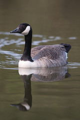 Canada Goose swimming