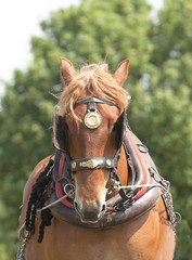 Heavy horse in full harness