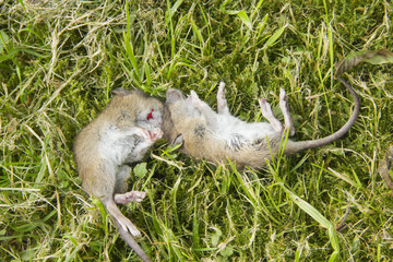 Obraz premium Dead mice in grass