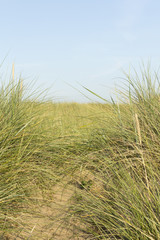 Grassy sand dune on Fyldde coast in north west England