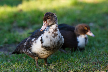 Мускусные утки