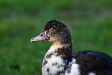 Мускусная утка