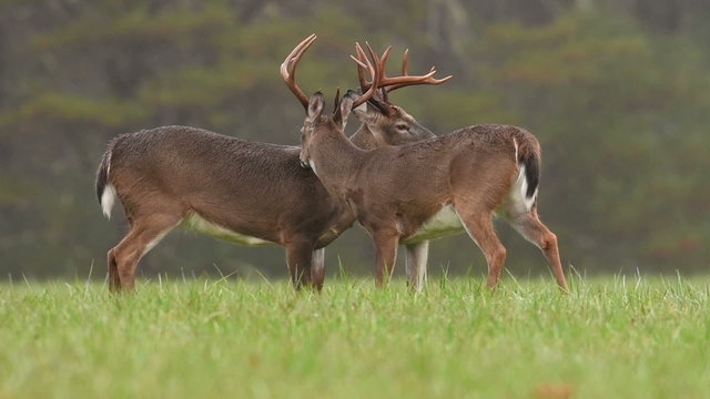 Two large white-tailed deer bucks grooming on a rainy morning.