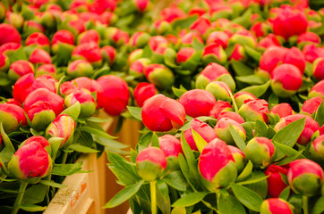 Background closeup of unopened buds red peonies.