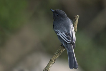 viudita de rio ave pájaro