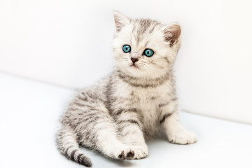 Fototapeta na wymiar Little british domestic silver tabby cat