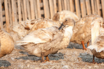 Brown ducks in farm