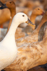 white duck and brown ducks in farm