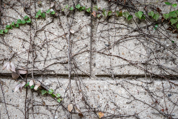 green creeper plant on wall