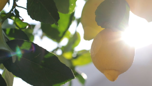 Branches With Ripe Lemons. Lemon Tree With Ripe Lemons