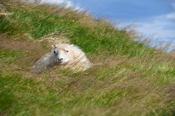 Fototapeta premium Schafe in Island