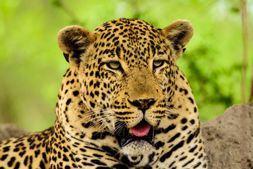 Male Leopard head shot
