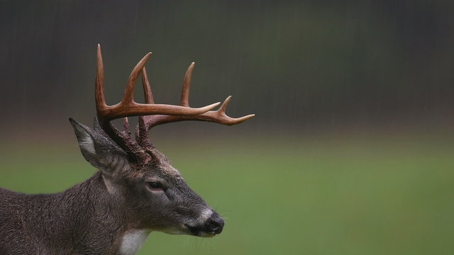 White-tailed deer buck in a rainstorm in Smoky Mountain National Park