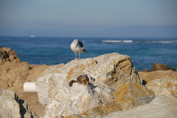 squirrel and seagull