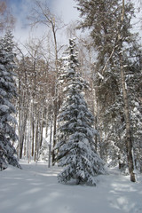 Зимний лес, ели в снегу. Природный парк Таганай