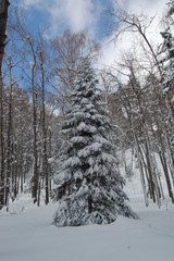 Зимний лес, ель в снегу. Природный парк Таганай.