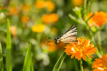 Swallowtail butterfly sitting on marigold flower collects nectar