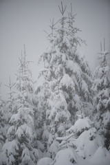 christmas evergreen pine tree covered with fresh snow