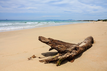 A dry tree at Bai Dai beach (also known as Long Beach), Khanh Hoa, Vietnam. Bai Dai Beach is located 30-40 minutes south and is without a doubt the best, most chilled out beach in Nha Trang.
