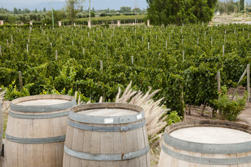 Oak Wine Barrels - Mendoza - Argentina